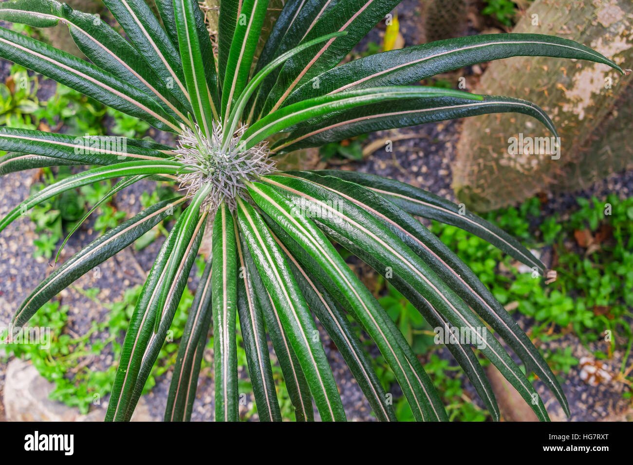 Madagascar Palm est également appelé Club Foot, Pachypodium lamerei Cactus, Banque D'Images