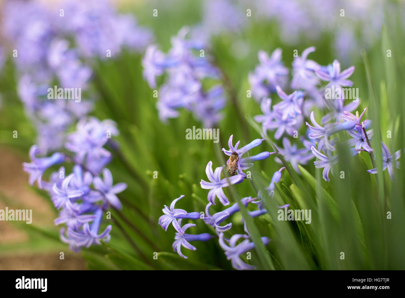 Jacinthe bleu dans un jardin et d'une abeille Banque D'Images