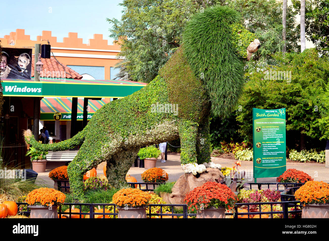 Topiary lion à l'entrée de Busch Gardens Tampa Banque D'Images