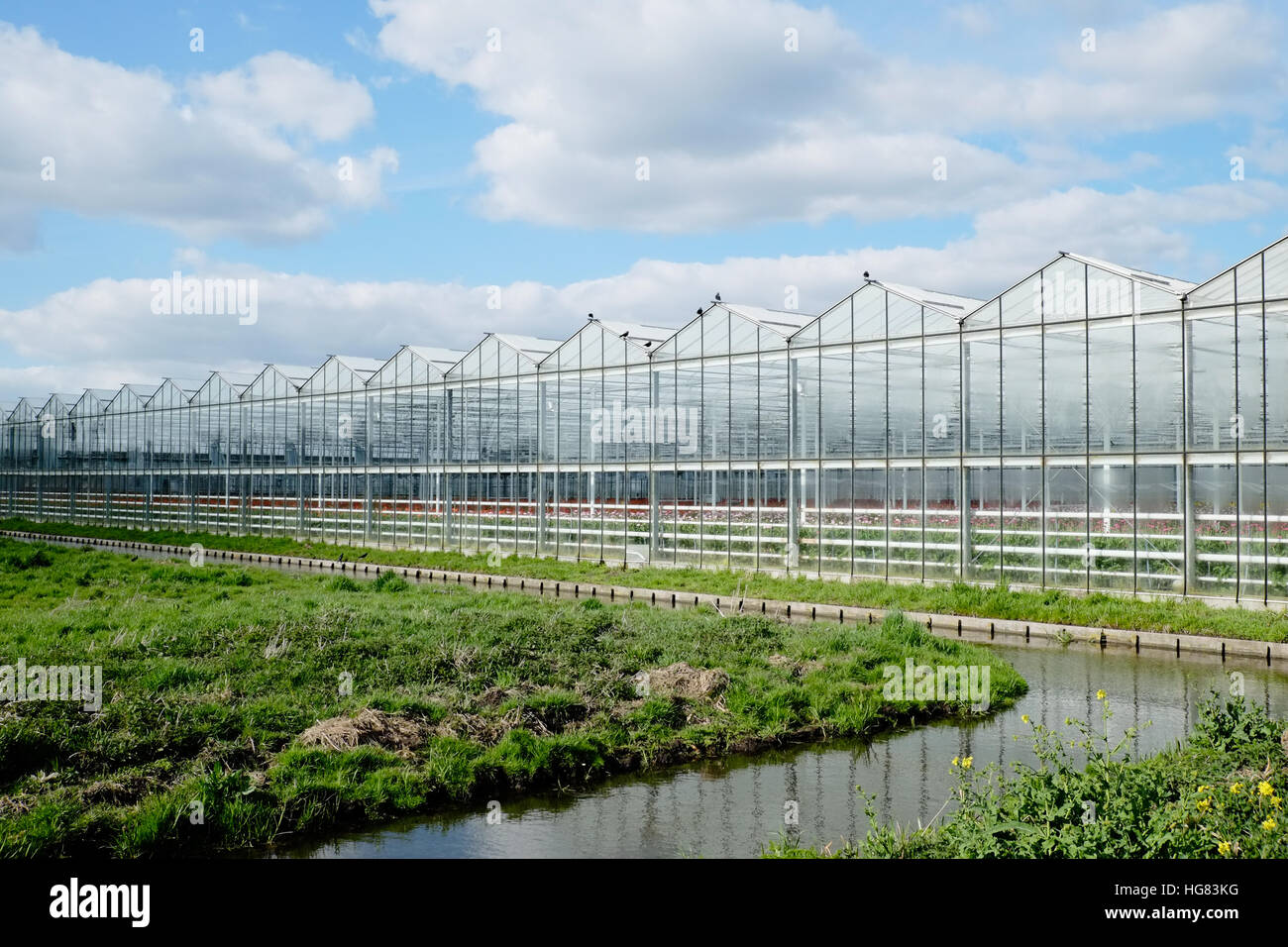 Green House en soleil ciel bleu, nuages, fossé et pré. Banque D'Images