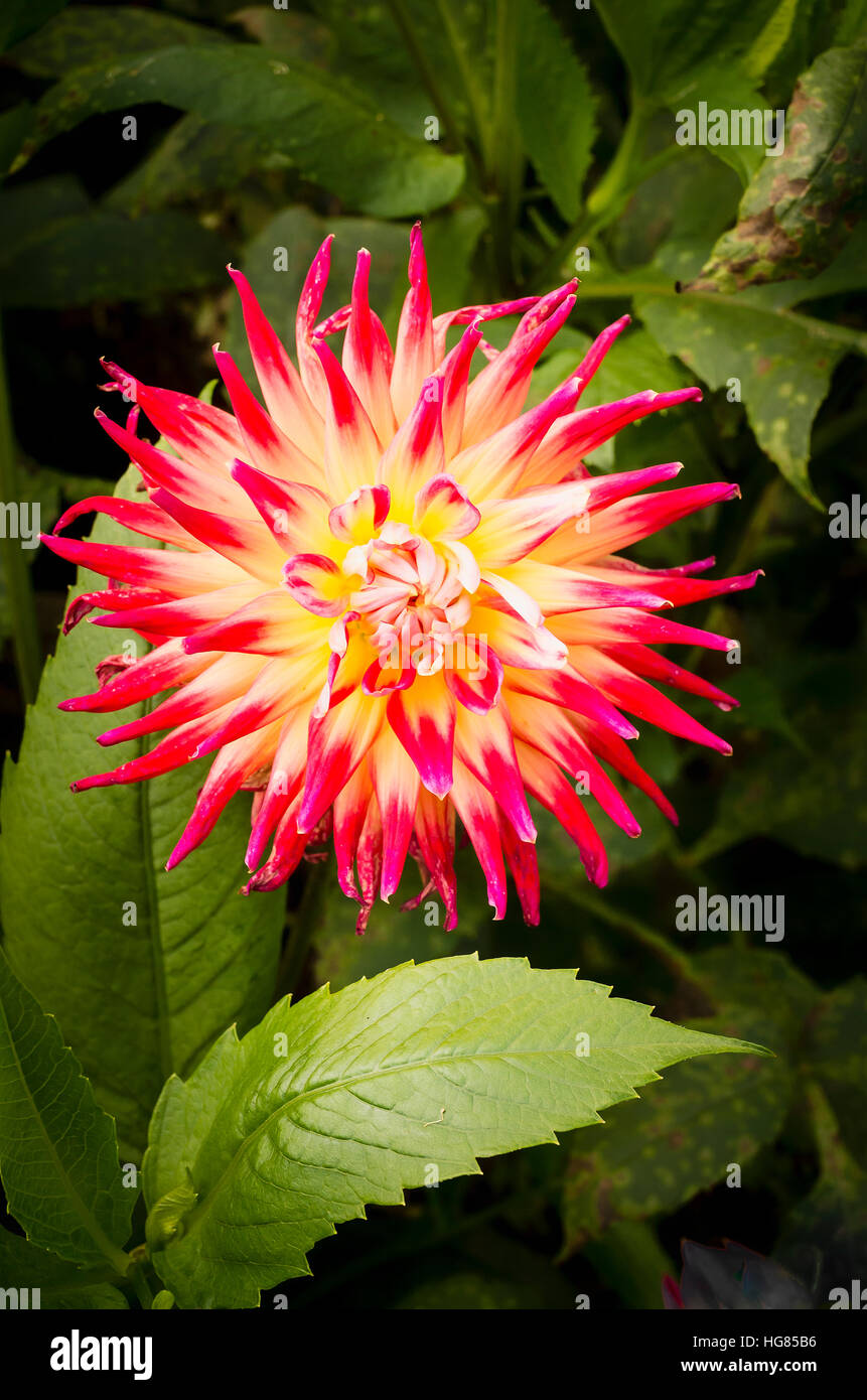 Dahlia fleurs Bora Bora en septembre à th UK Banque D'Images