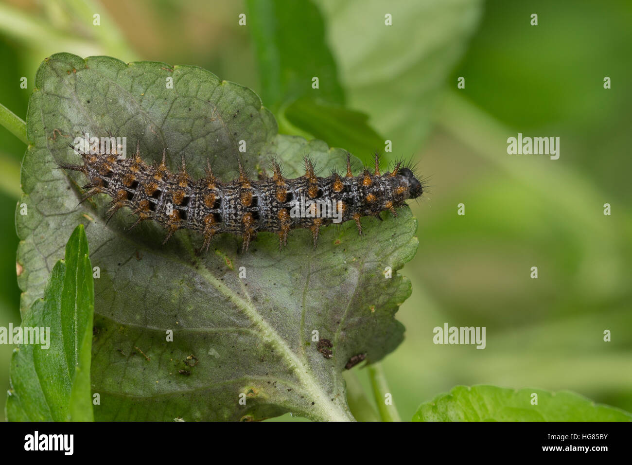 Feuriger Perlmuttfalter Märzveilchen-Perlmuttfalter Perlmutterfalter Feuriger,,, Raupe frisst un Veilchen Argynnis adippe Fabriciana,, adippe, haute br Banque D'Images