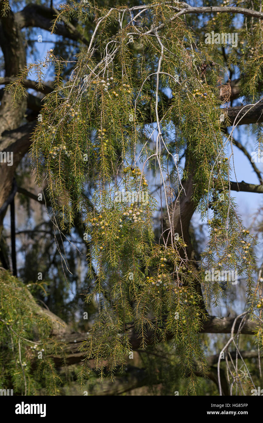 Igel-Wacholder Igelwacholder Nadel-Wacholder,,, Nadelwacholder, Juniperus rigida, temple juniper, genévrier, le Genévrier rigide Banque D'Images