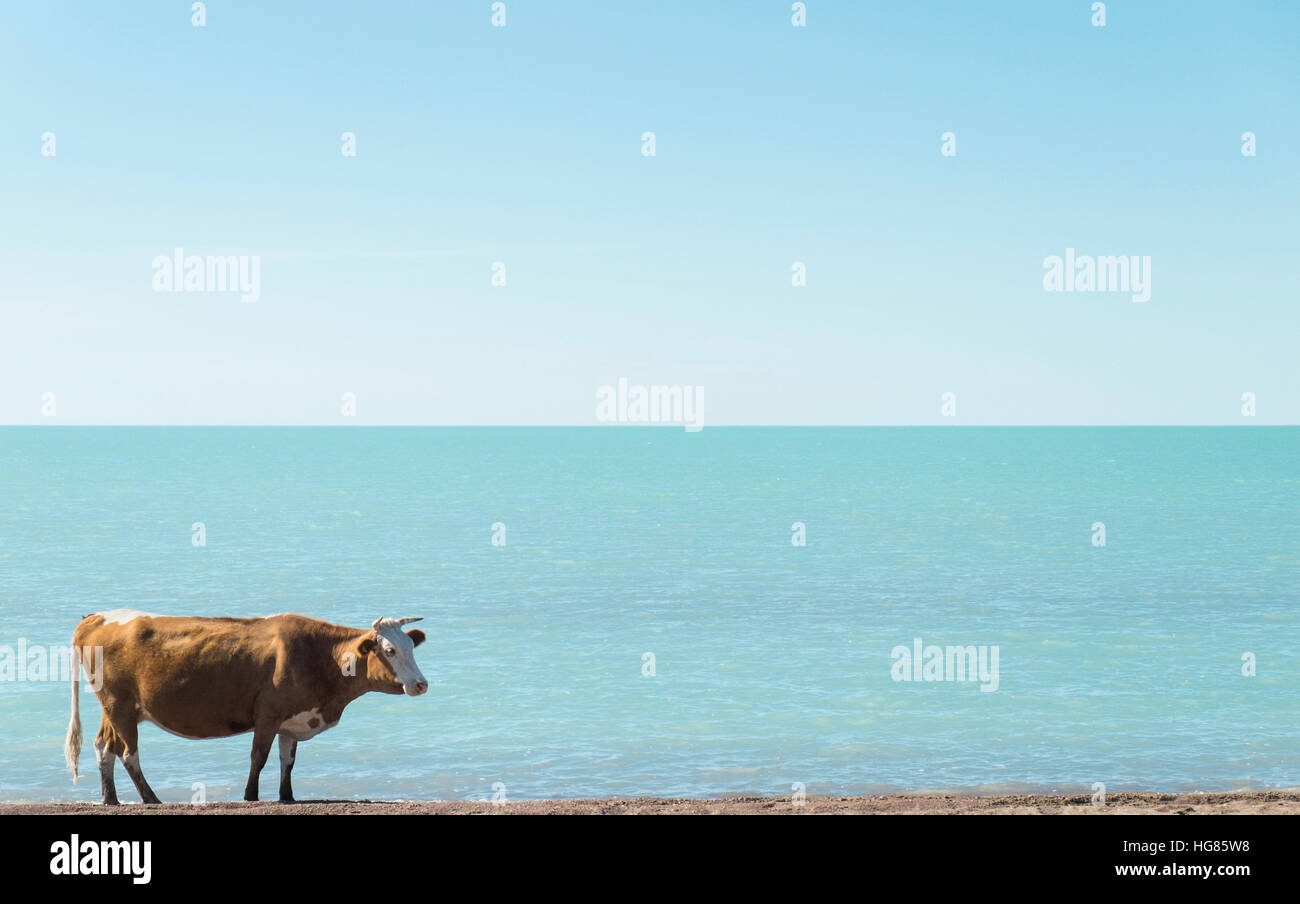 Cow standing at beach against clear sky sur sunny day Banque D'Images