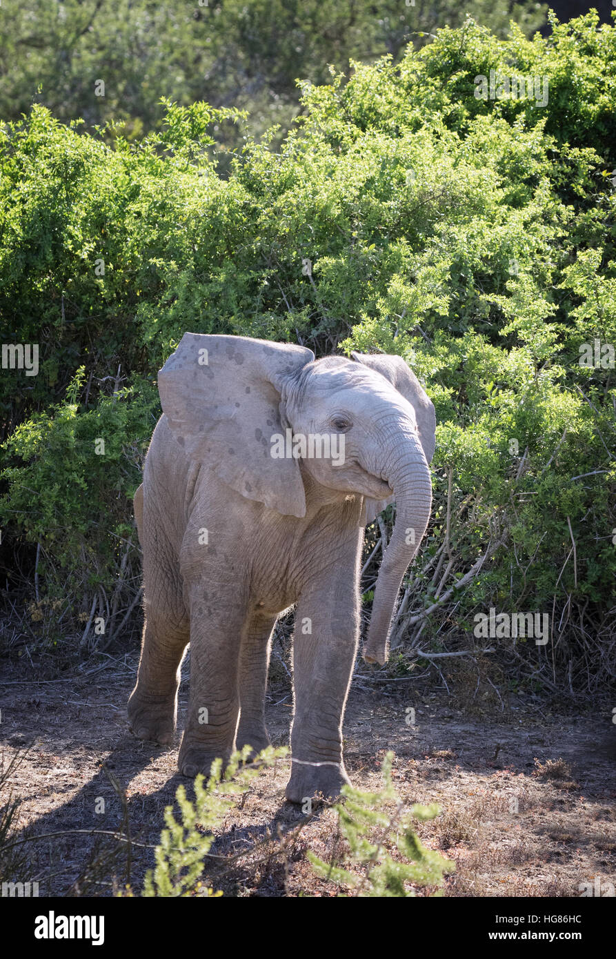 Bébé éléphant sauvage d'Afrique, Loxodonta africana, Afrique du Sud Banque D'Images