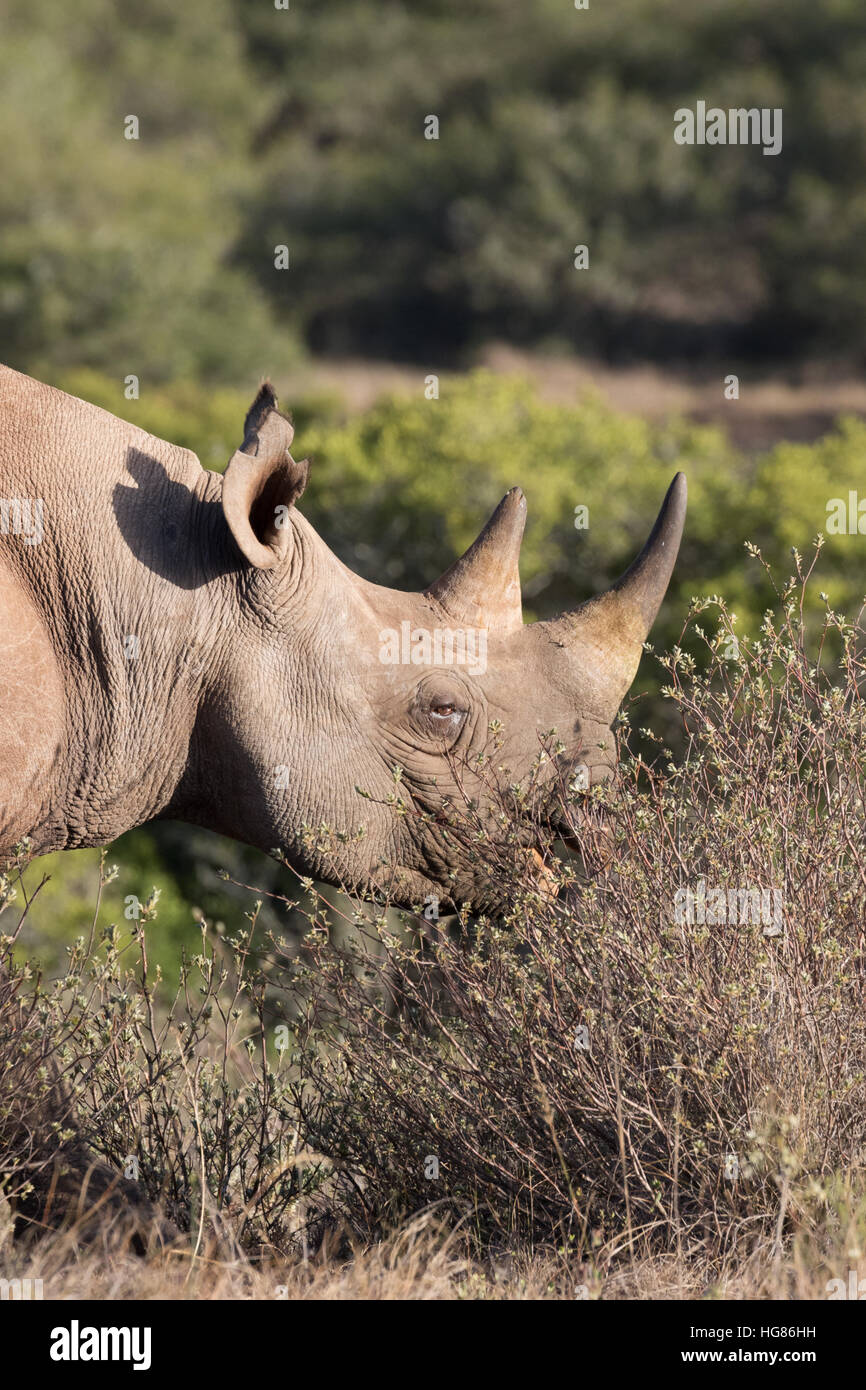 La tête d'un rhinocéros noir (Diceros bicornis), Afrique du Sud Banque D'Images La tête d'un rhinocéros noir (Diceros bicornis), Afrique du Sud Banque D'Images
