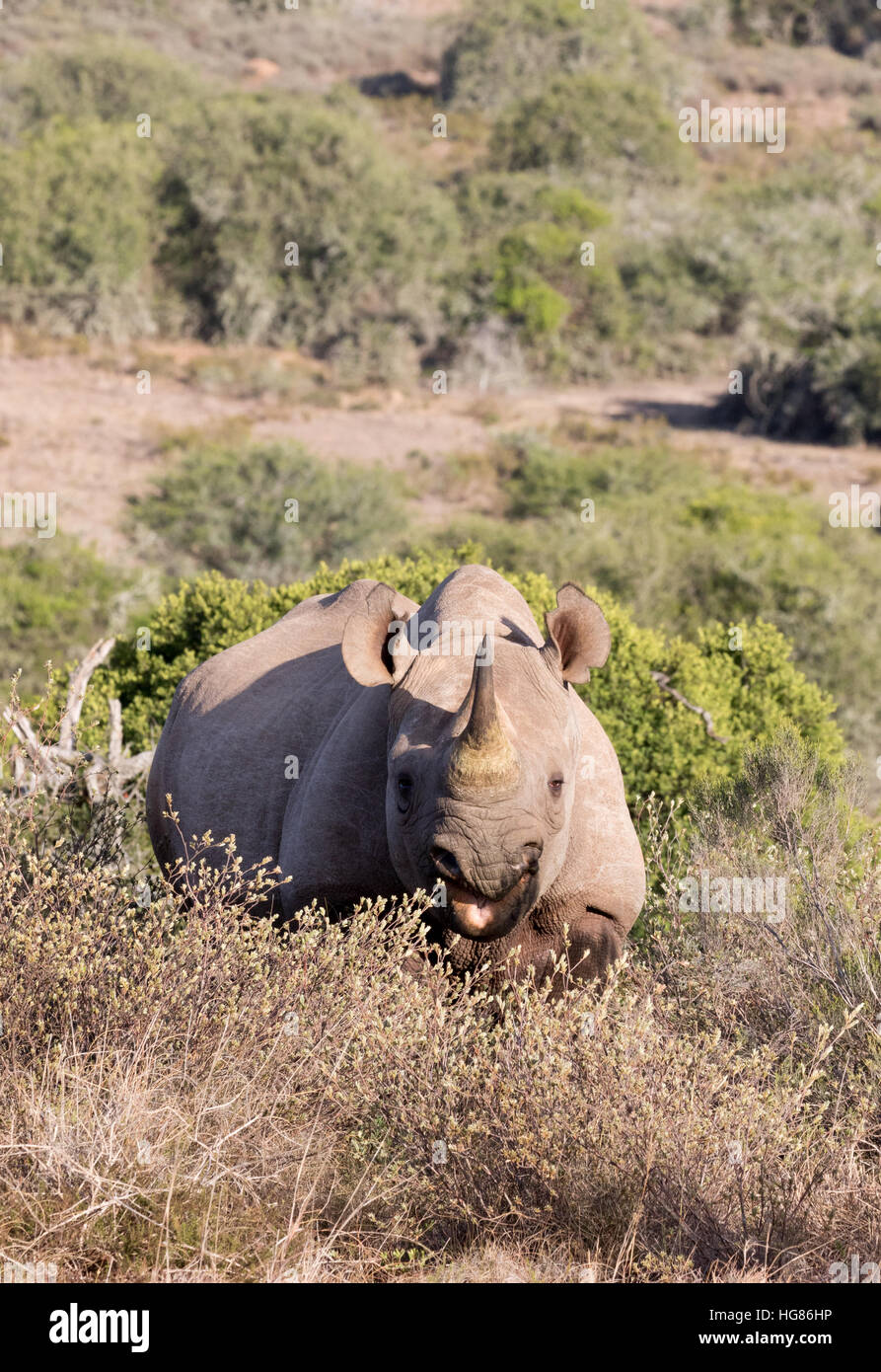 Les rhinocéros noirs adultes sauvages, Diceros bicornis, Afrique du Sud Banque D'Images Les rhinocéros noirs adultes sauvages, Diceros bicornis, Afrique du Sud Banque D'Images