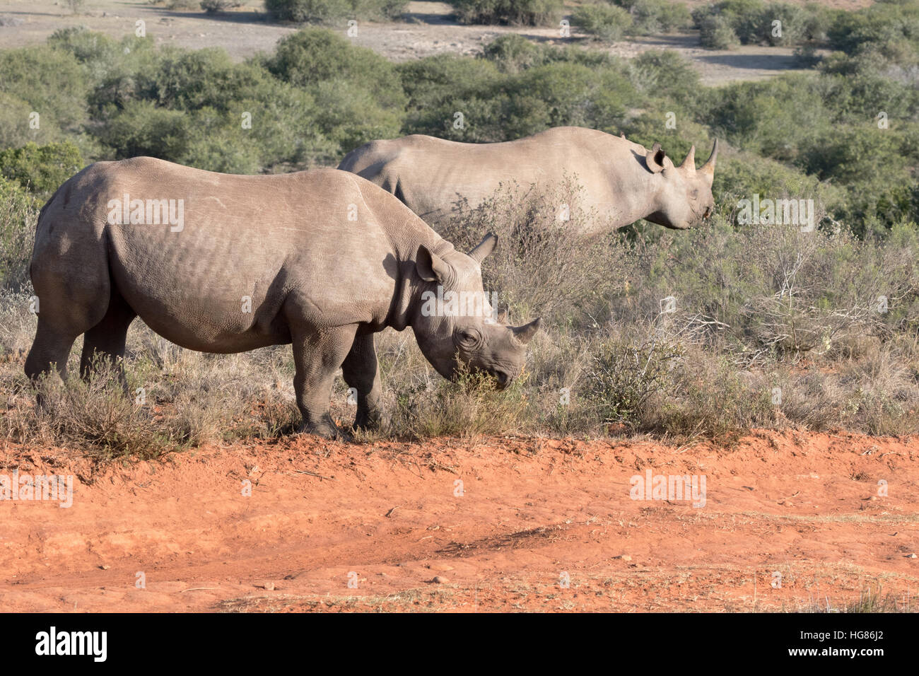 Une paire de rhinocéros noirs sauvages, Diceros bicornis, Afrique du Sud Banque D'Images