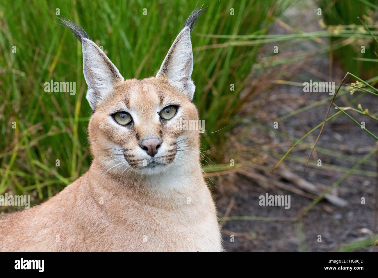 Close Up De Tete D Un Caracal Caracal Caracal Taille Moyenne Chat Sauvage L Afrique Du Sud Photo Stock Alamy