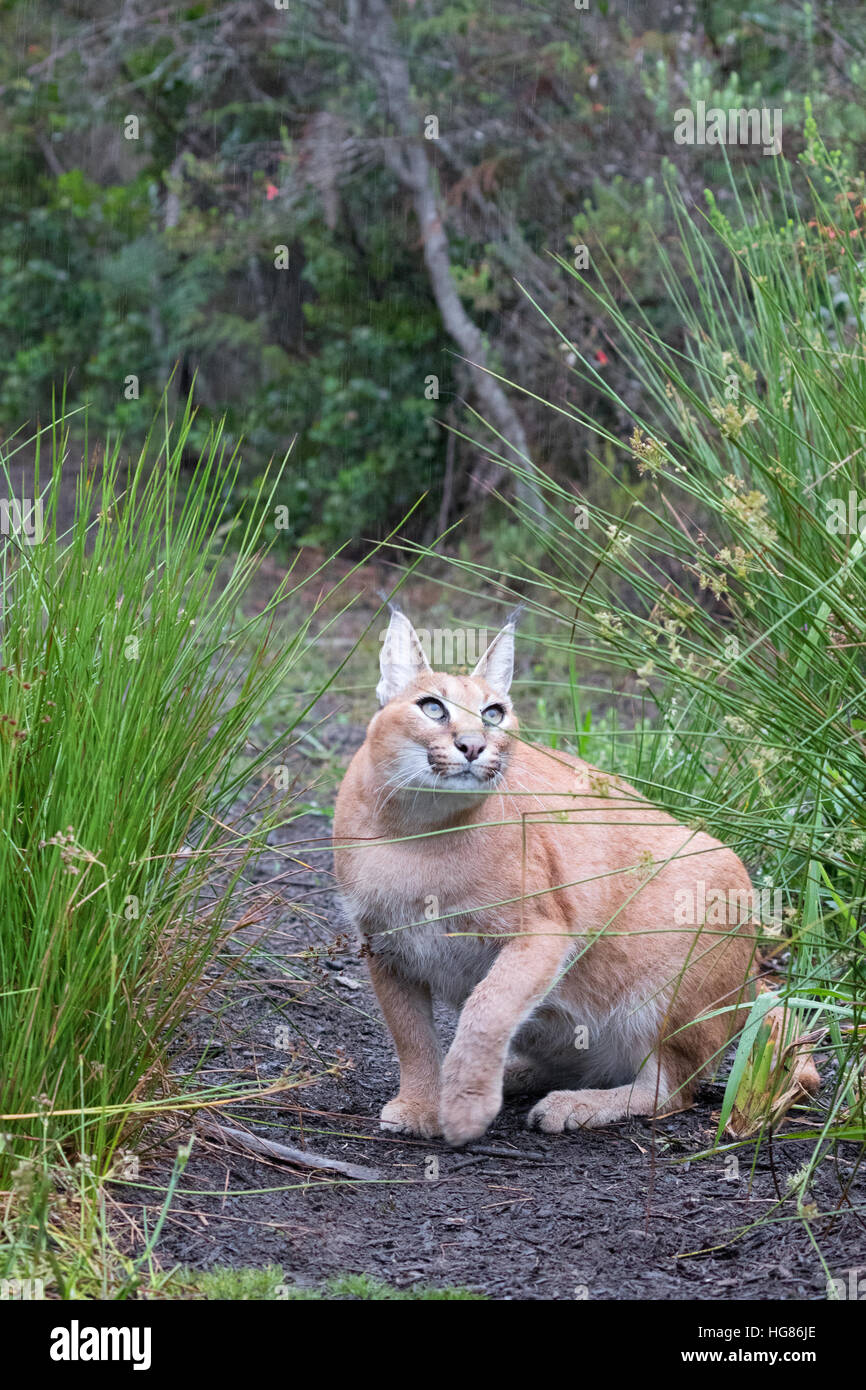 Caracal Caracal caracal ( ), taille moyenne chat sauvage, l'Afrique du Sud Banque D'Images