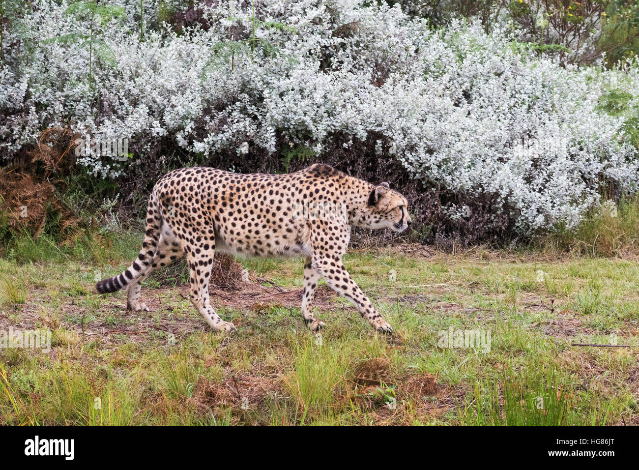 Guépards adultes ( Acinonyx jubatus ) Marche, vue de côté, l'Afrique Banque D'Images Guépards adultes ( Acinonyx jubatus ) Marche, vue de côté, l'Afrique Banque D'Images
