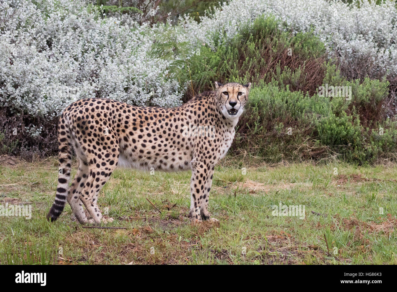 Guépards adultes ( Acinonyx jubatus ) debout, vue de côté, l'Afrique Banque D'Images Guépards adultes ( Acinonyx jubatus ) debout, vue de côté, l'Afrique Banque D'Images