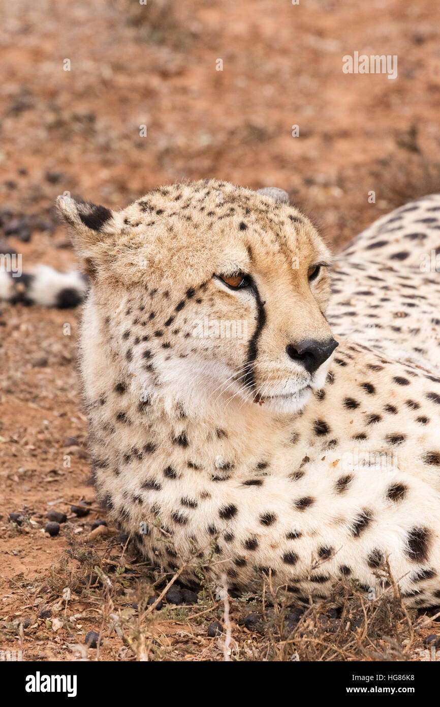 Mâle adulte sauvage Guépard (Acinonyx jubatus), Afrique du Sud Banque D'Images Mâle adulte sauvage Guépard (Acinonyx jubatus), Afrique du Sud Banque D'Images