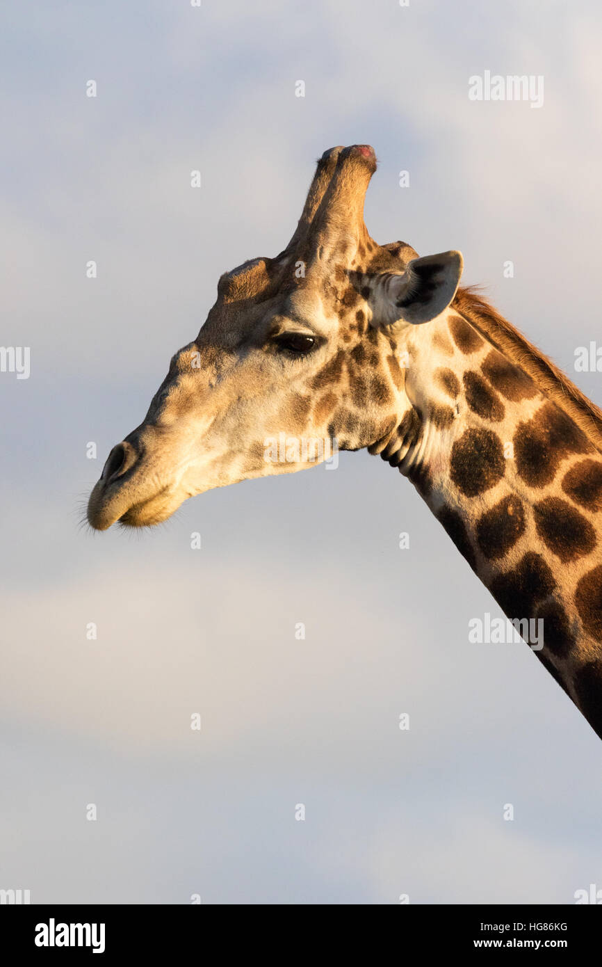 Close up profil du dirigeant de la girafe, du sud - Giraffa Giraffa, - Afrique du Sud Banque D'Images