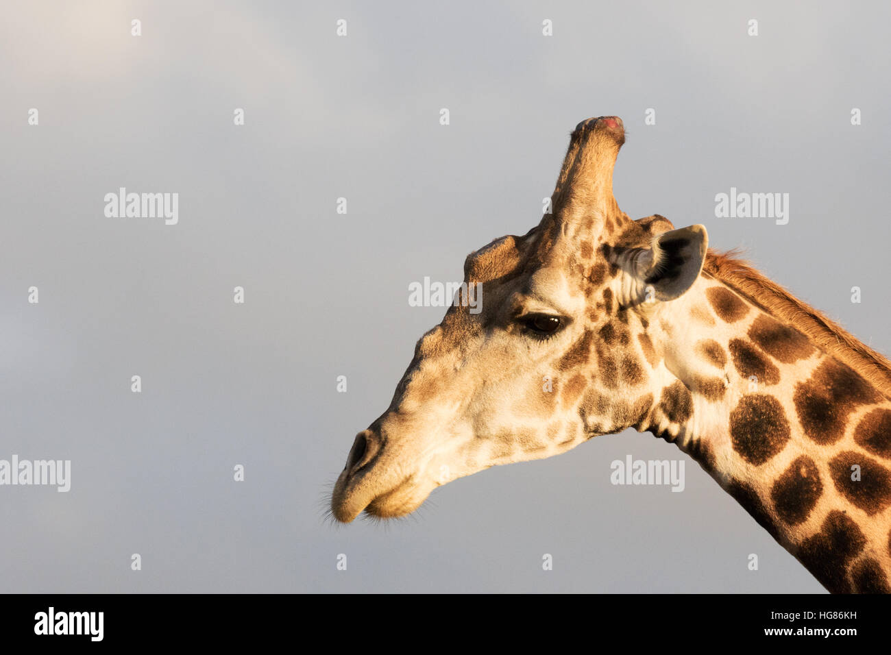 Close up profil du dirigeant de la girafe, du sud - Giraffa Giraffa, - Afrique du Sud Banque D'Images