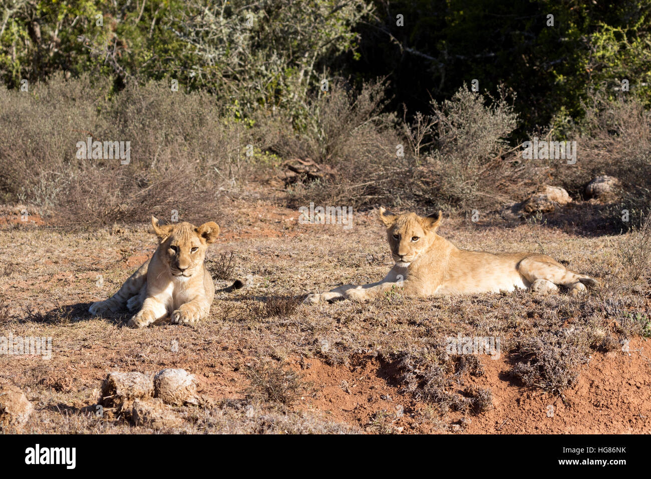 4 mois des lionceaux ( Panthera leo ), Afrique du Sud Banque D'Images