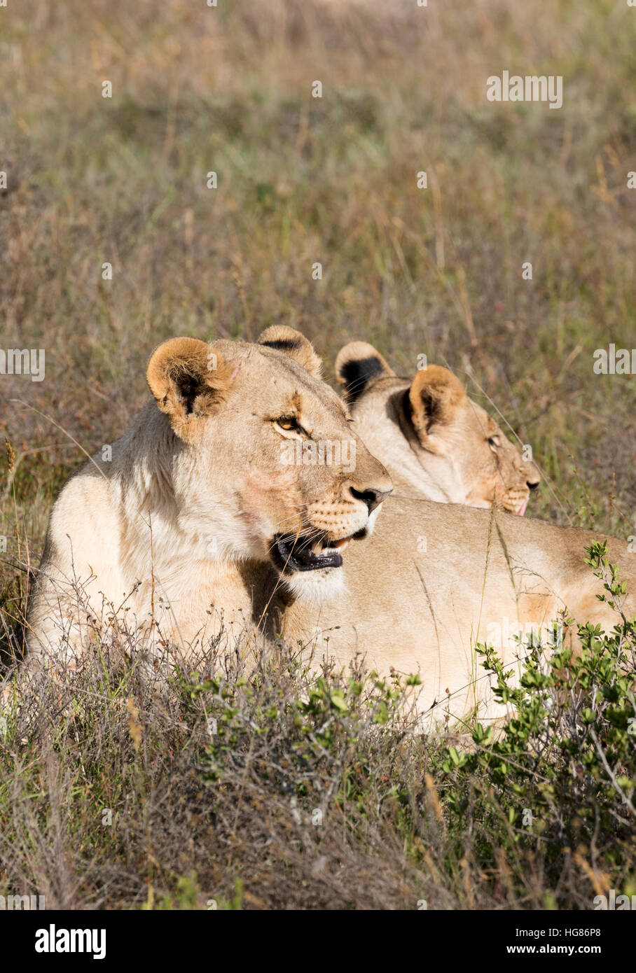 Les femelles adultes sauvages les lions ( Panthera leo ) Repos, Shamwari Game Reserve, Afrique du Sud Banque D'Images