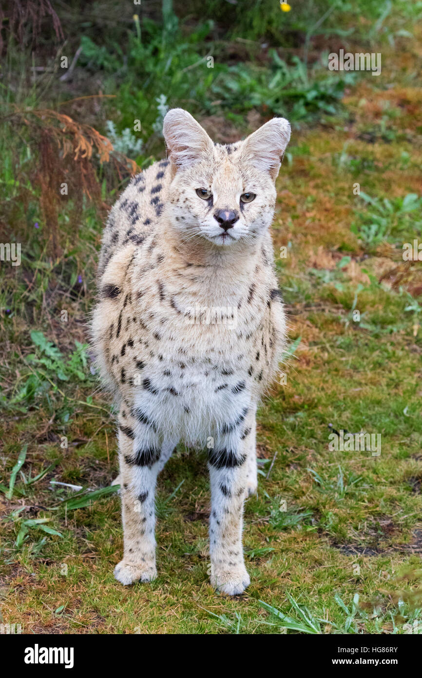 ( Leptailurus serval mâles adultes serval ) - Un chat sauvage, de taille moyenne, l'Afrique Banque D'Images