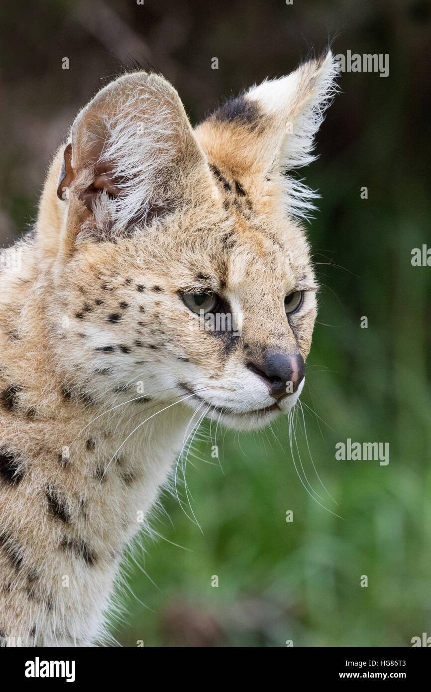 ( Leptailurus serval mâles adultes serval ) - un moyennes chat sauvage d'Afrique, la tête et épaules profile, l'Afrique Banque D'Images