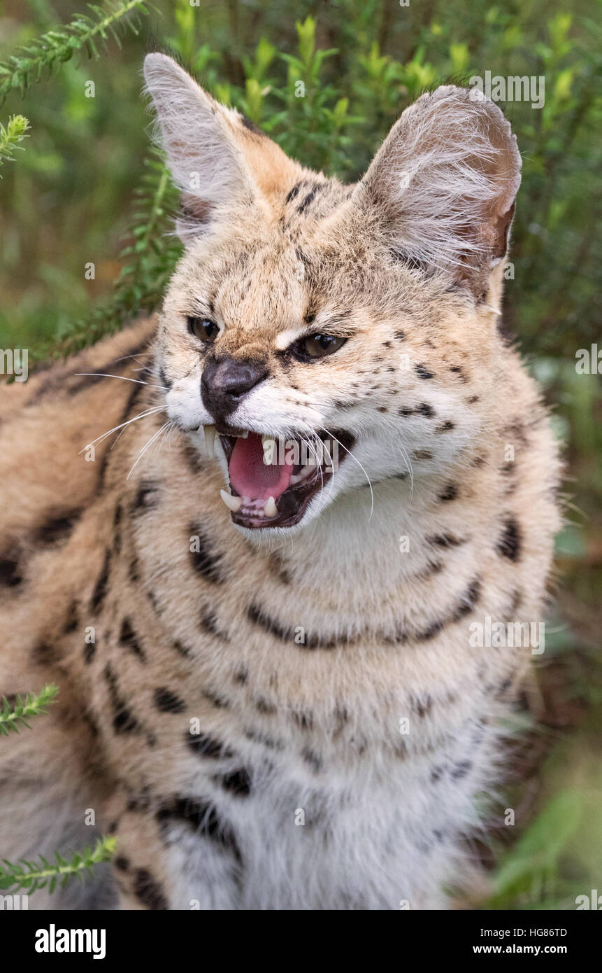 Leptailurus serval femelles adultes ( serval ) - un moyennes chat sauvage d'Afrique, la tête et épaules profile, l'Afrique Banque D'Images