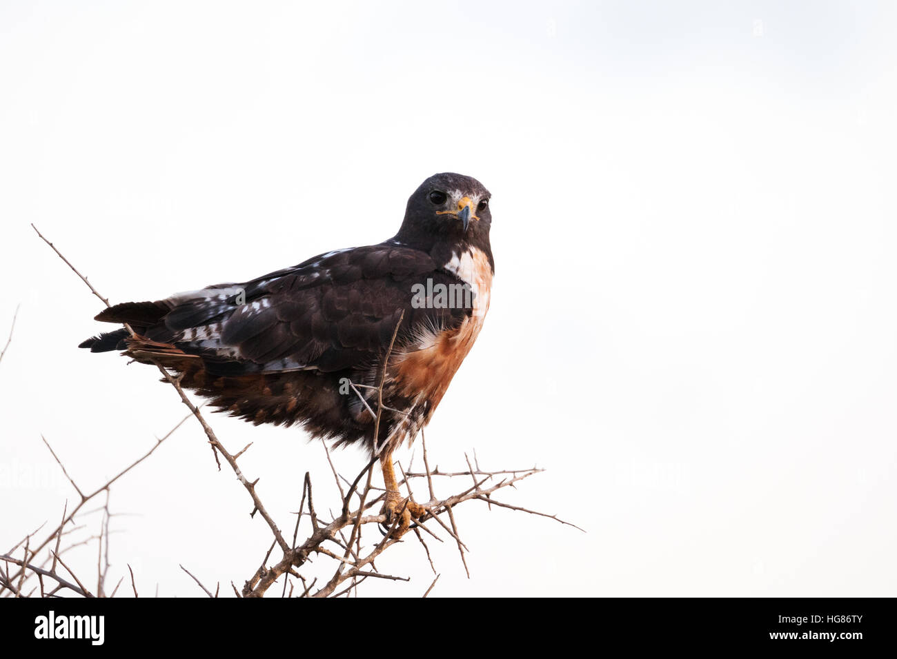 Jackal buzzard Buteo rufofuscus ( ) , un oiseau de proie de l'Afrique, Afrique du Sud Banque D'Images