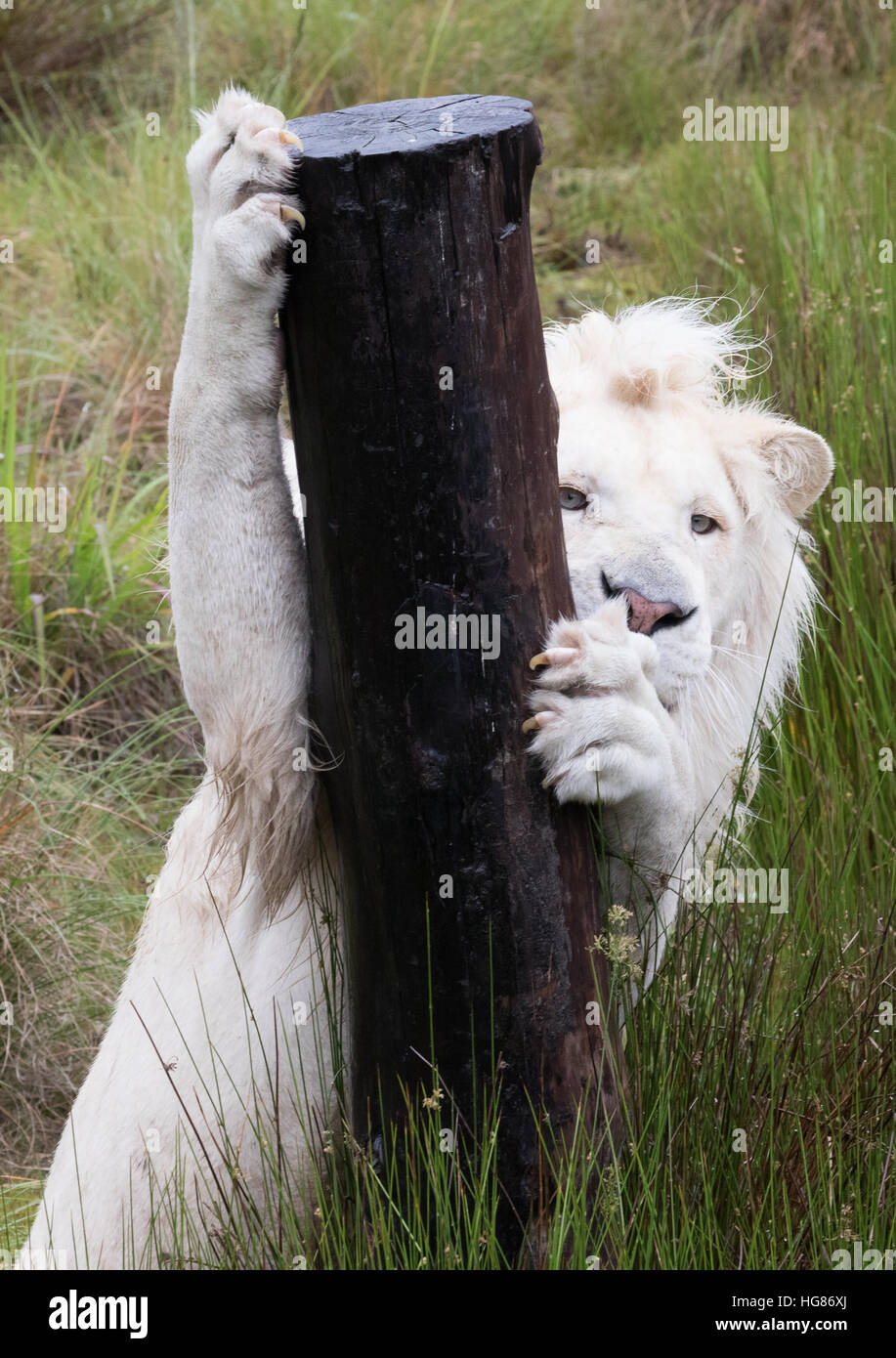 White Lion, adultes ( Panthera leo ), Tenikwa Wildlife Sanctuary, Afrique du Sud Banque D'Images