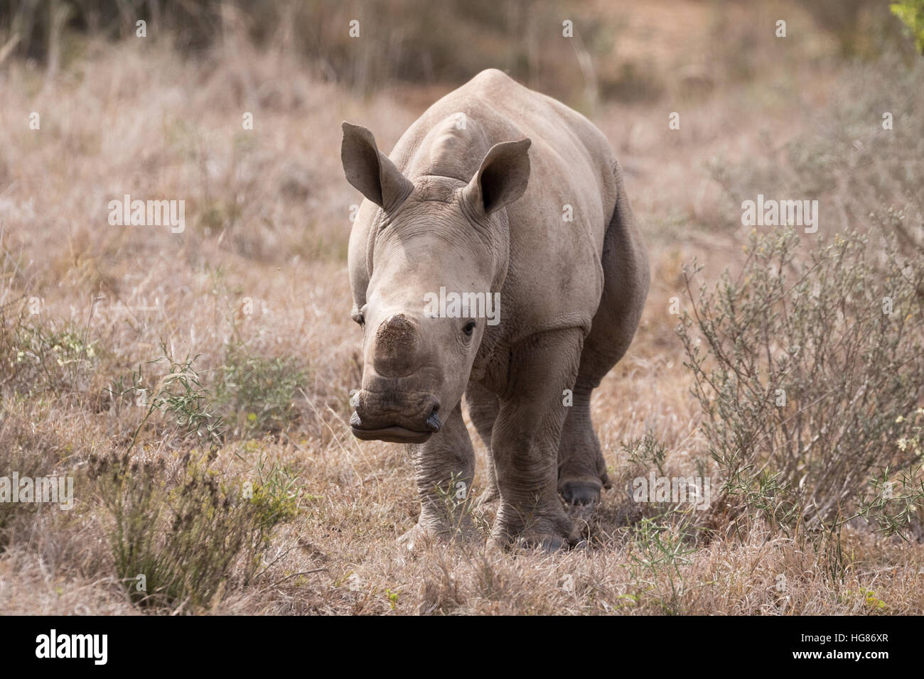 2 mois bébé rhinocéros blanc, veau ( Ceratotherium simum ), Afrique du Sud Banque D'Images 2 mois bébé rhinocéros blanc, veau ( Ceratotherium simum ), Afrique du Sud Banque D'Images
