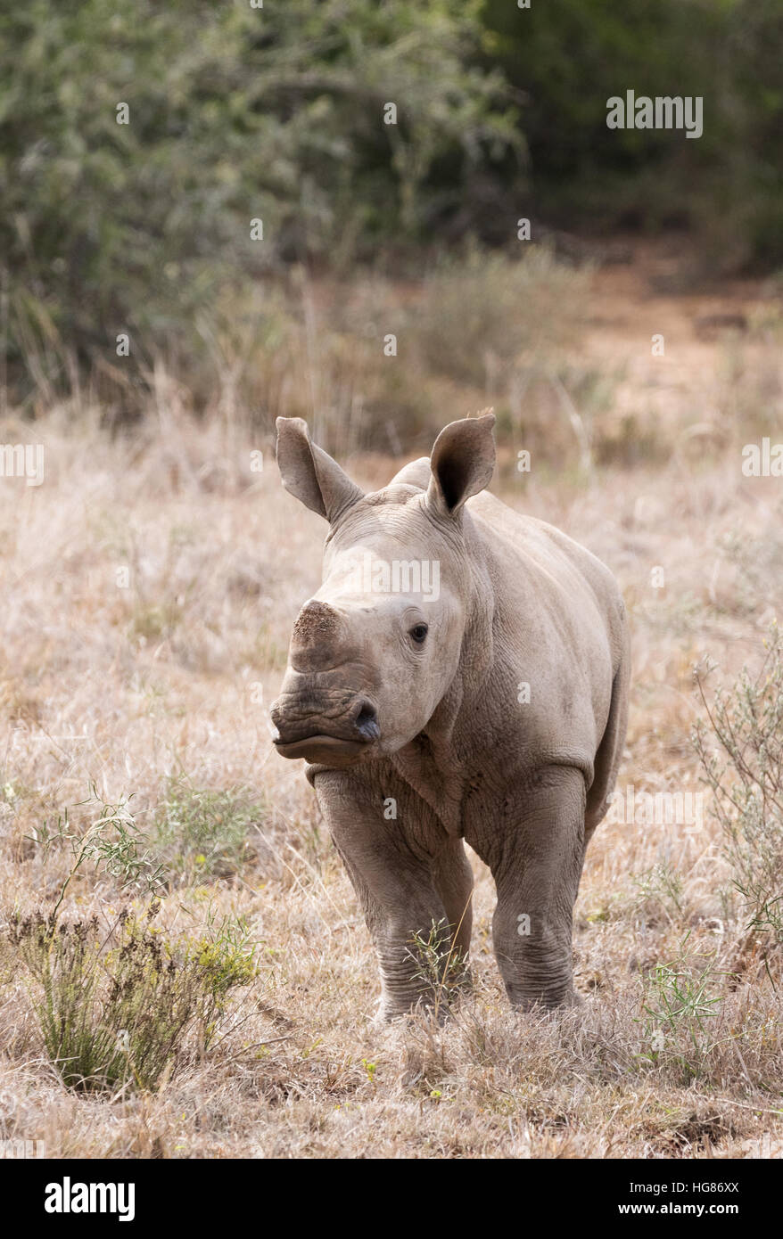 Faune africaine; un bébé de 2 mois de rhinocéros blanc, Ceratotherium simum; Afrique du Sud, une espèce en voie de disparition Banque D'Images Faune africaine; un bébé de 2 mois de rhinocéros blanc, Ceratotherium simum; Afrique du Sud, une espèce en voie de disparition Banque D'Images