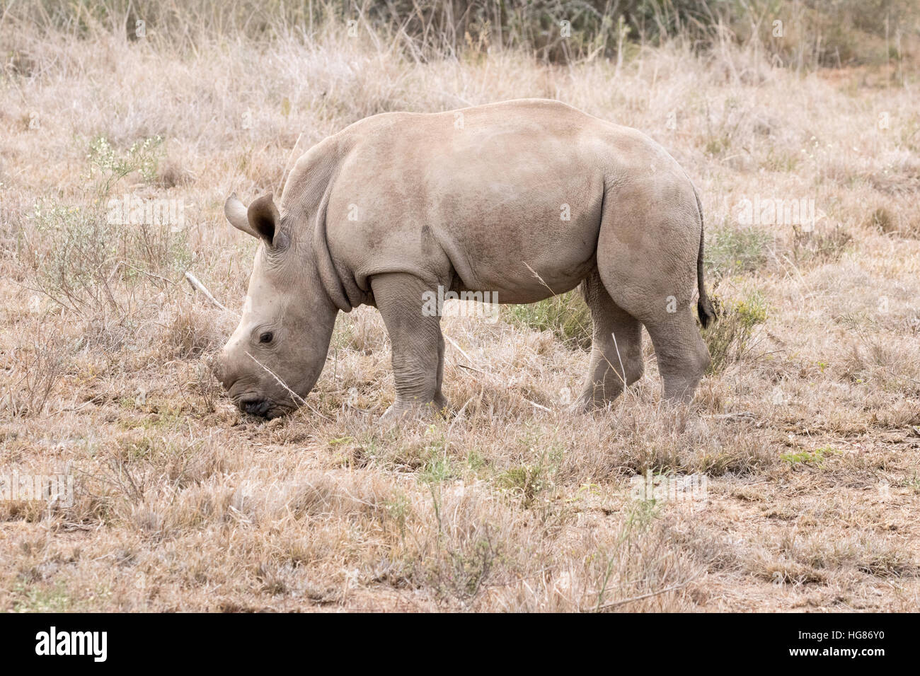 2 mois White Rhino ( Ceratherium veau Simum ), Afrique du Sud Banque D'Images 2 mois White Rhino ( Ceratherium veau Simum ), Afrique du Sud Banque D'Images