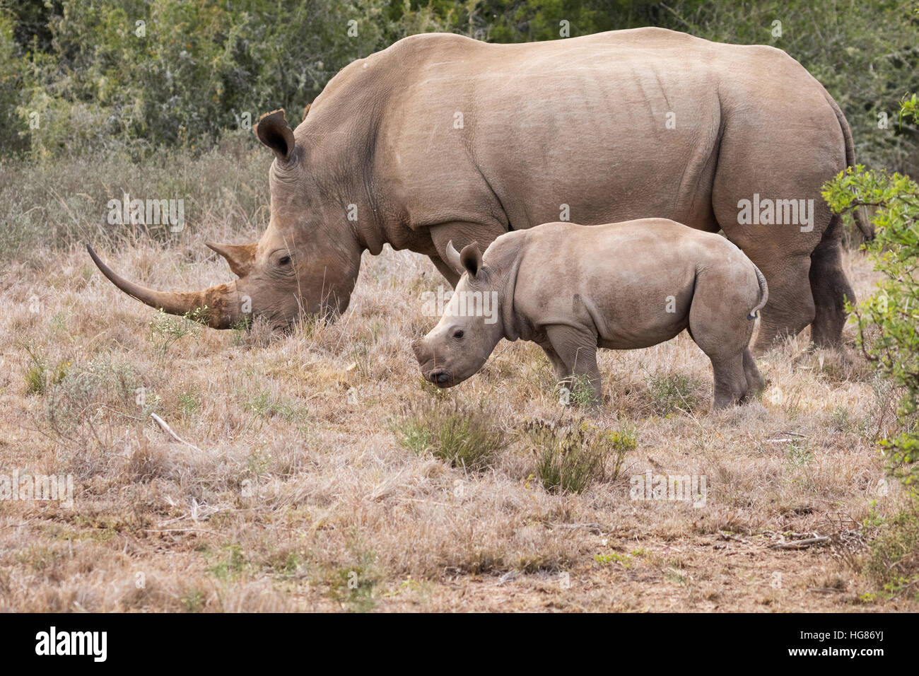 White Rhino adultes mère et 2 mois du mollet, Afrique du Sud Banque D'Images