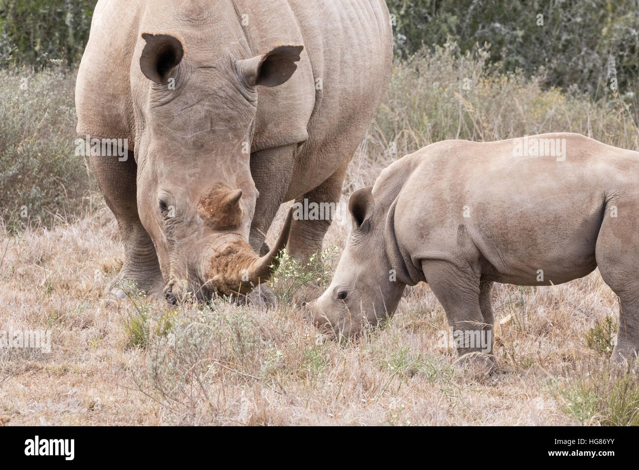 White Rhino femelle sauvage et 2 mois, le rhinocéros blanc Ceratotherium simum ( veau ), le pâturage, l'Afrique du Sud Banque D'Images