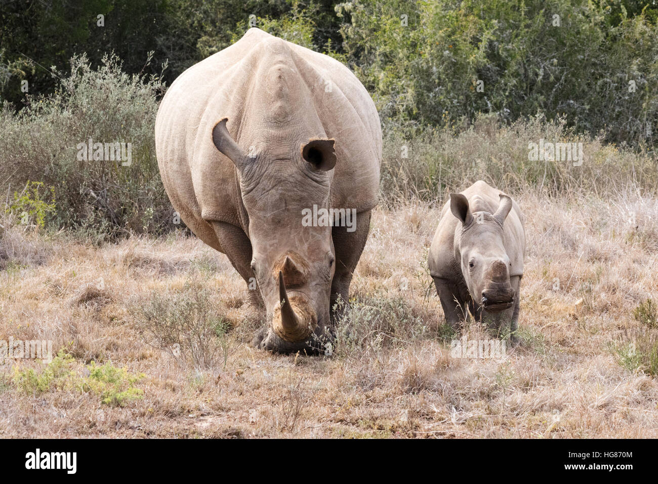 White Rhino adultes mère et 2 mois du mollet, Afrique du Sud Banque D'Images