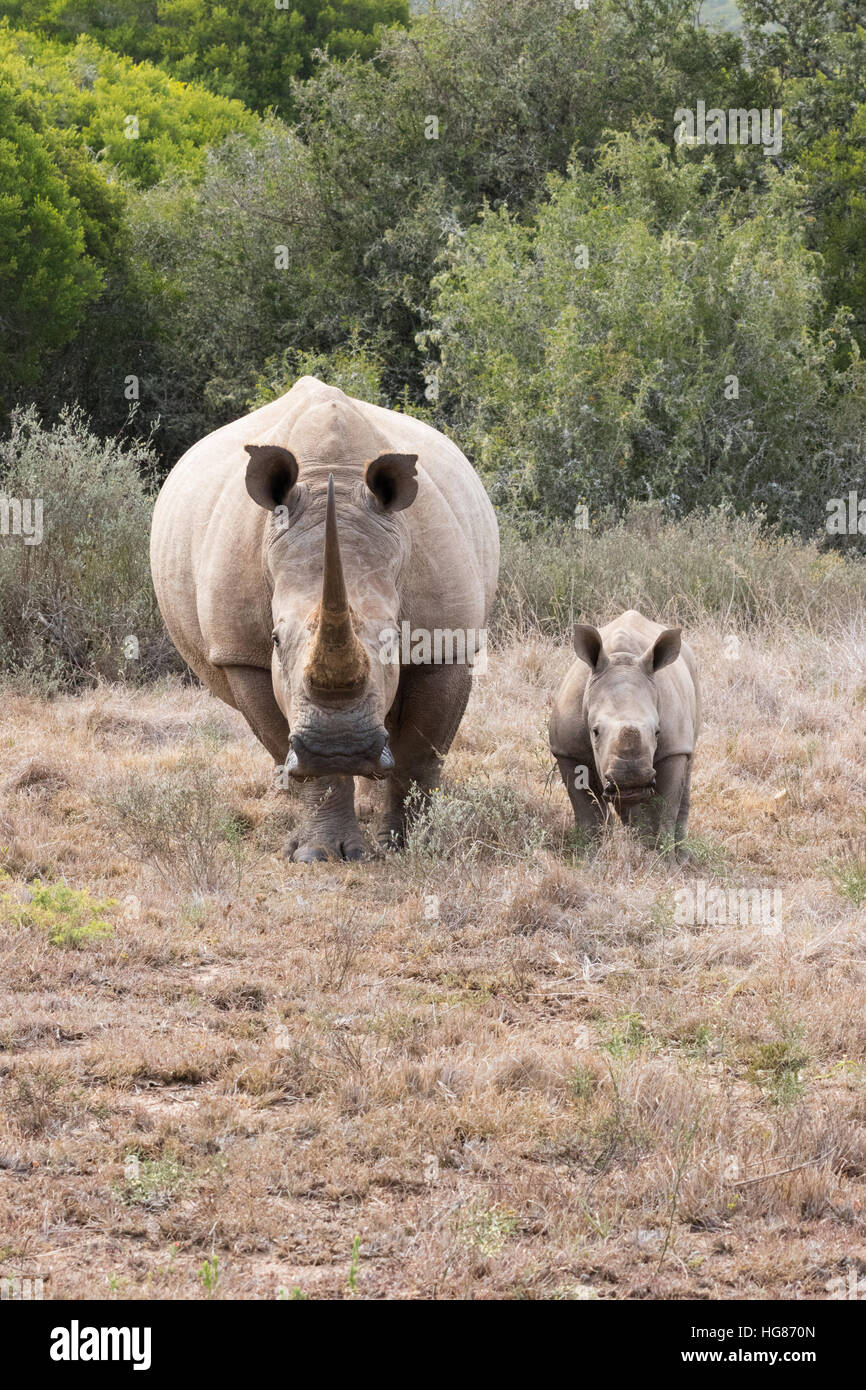 White Rhino - mère et 2 mois d'un veau, vue avant, Afrique du Sud Banque D'Images White Rhino - mère et 2 mois d'un veau, vue avant, Afrique du Sud Banque D'Images