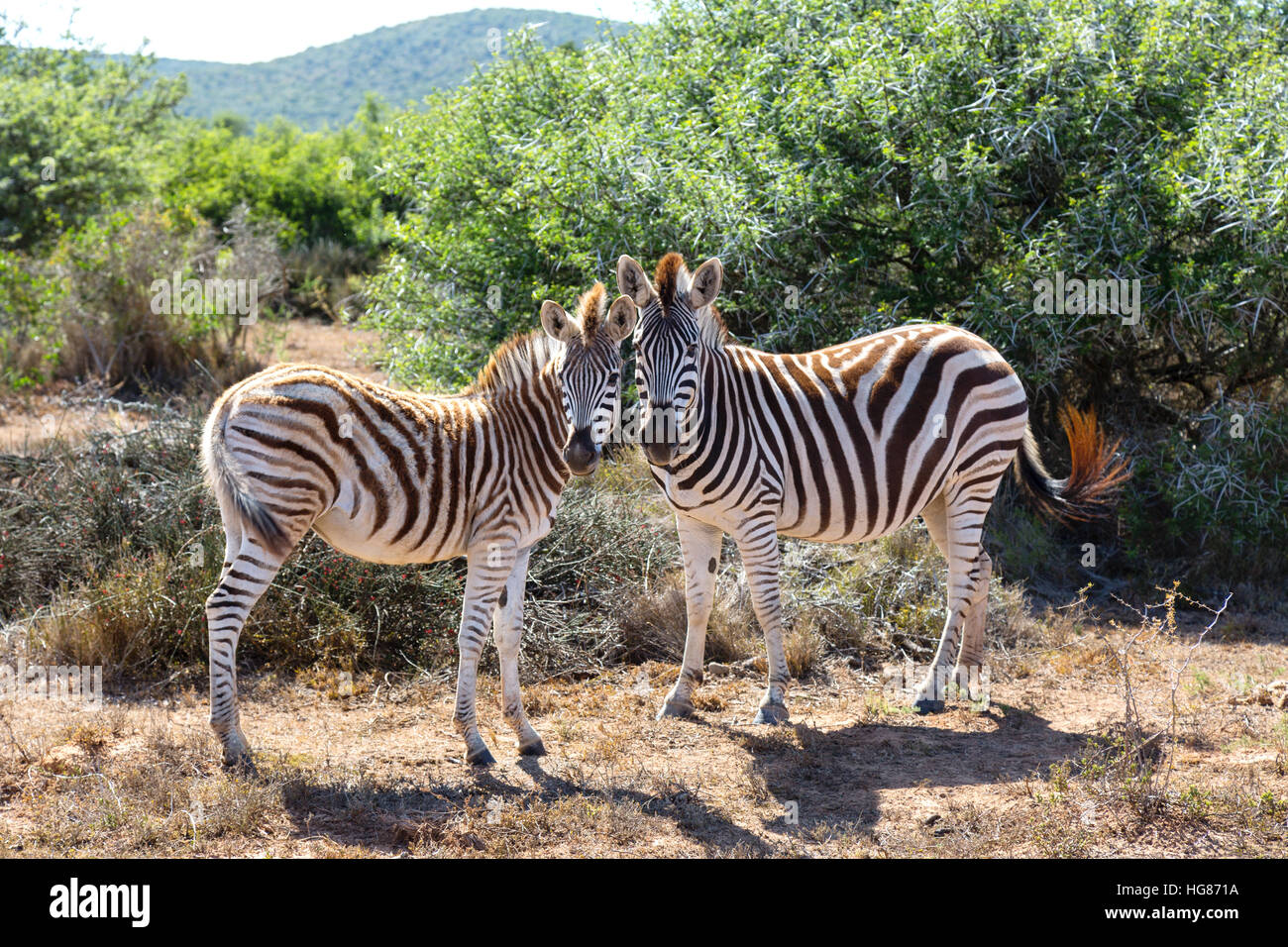 Deux zèbres sauvages proches, Afrique du Sud Banque D'Images