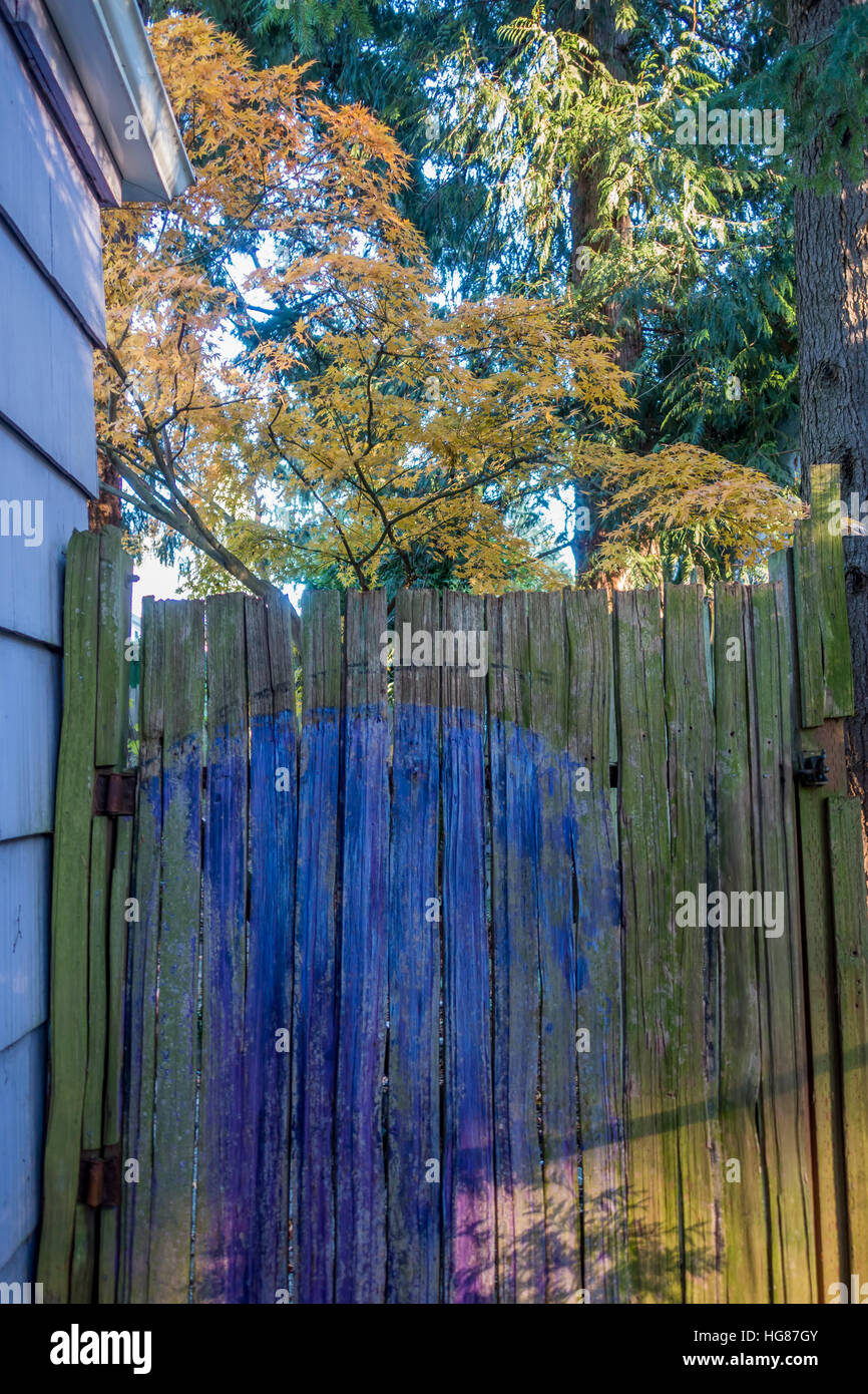 Un cèdre peint partiellement gate se trouve en face d'un érable japonais en automne. Cliché pris à Saint-brieuc, Washington. Banque D'Images