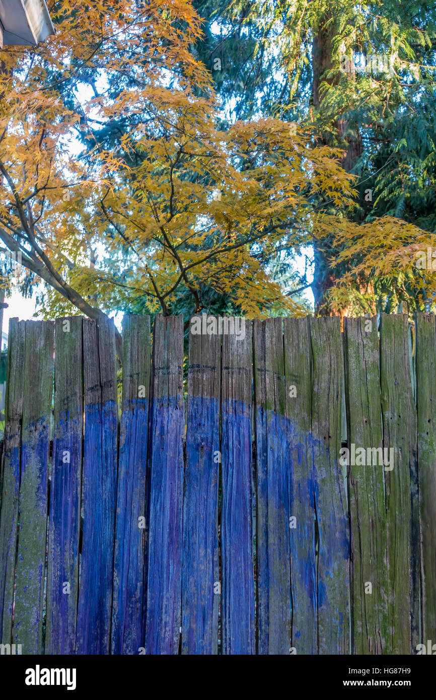 Un cèdre peint partiellement gate se trouve en face d'un érable japonais en automne. Cliché pris à Saint-brieuc, Washington. Banque D'Images