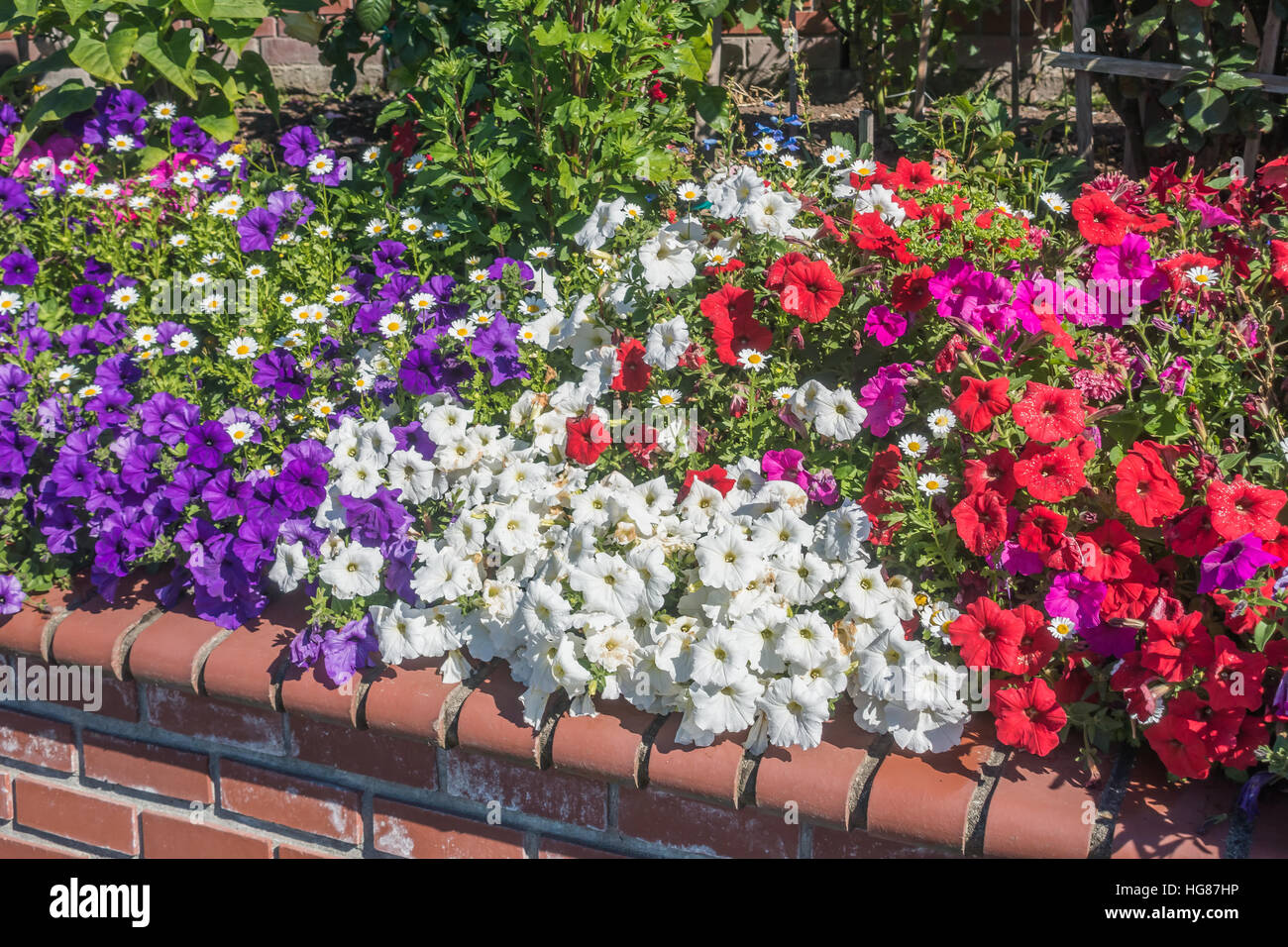 Le but de rouge, blanc et violet fleurs Pétunia en été. Banque D'Images