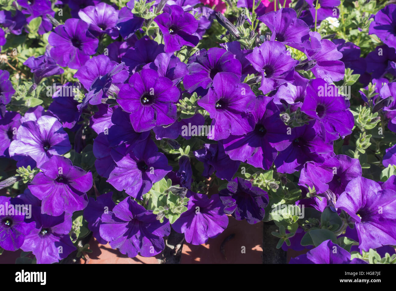 Une vue de pétunia violet fleurs en été. Banque D'Images