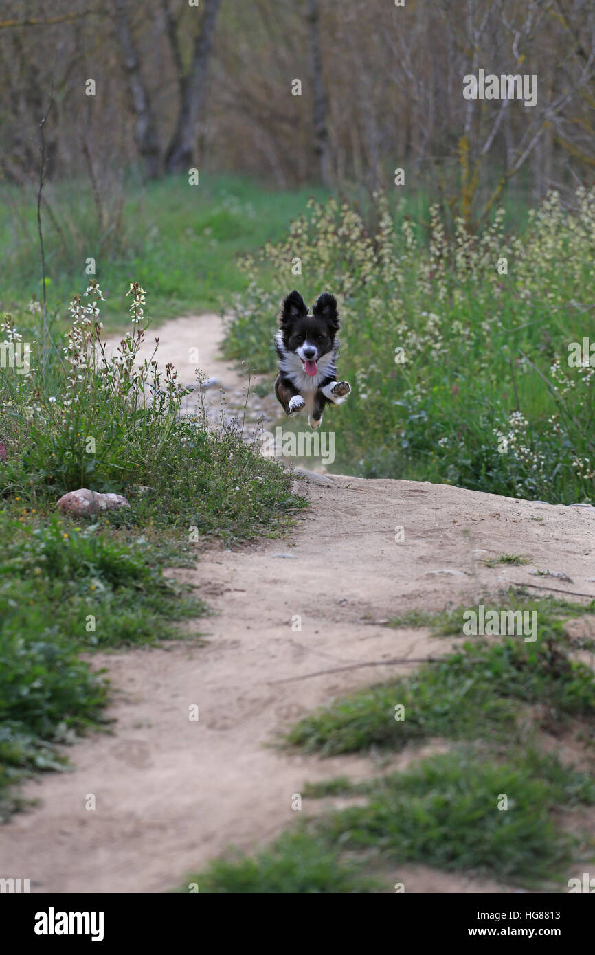 Border Collie tournant sur terrain en park Banque D'Images