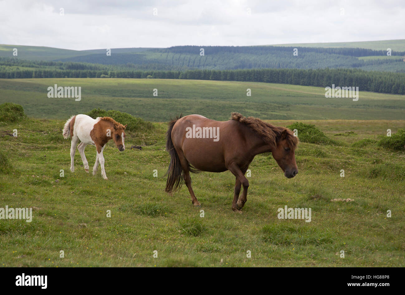 Poneys Dartmoor jument poulain unique, et balades sur les landes, Dartmoor National Park, Devon, UK Banque D'Images