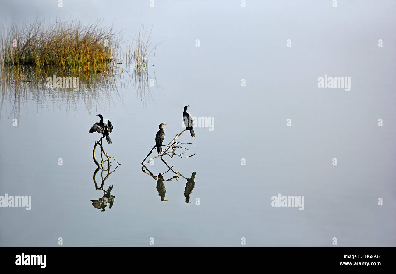 Trois aigrettes, oiseau de la famille phalacrocoracidés, assis sur les branches mortes dans un lac tranquille, en attendant de se plonger dans l'eau pour attraper le poisson. Banque D'Images
