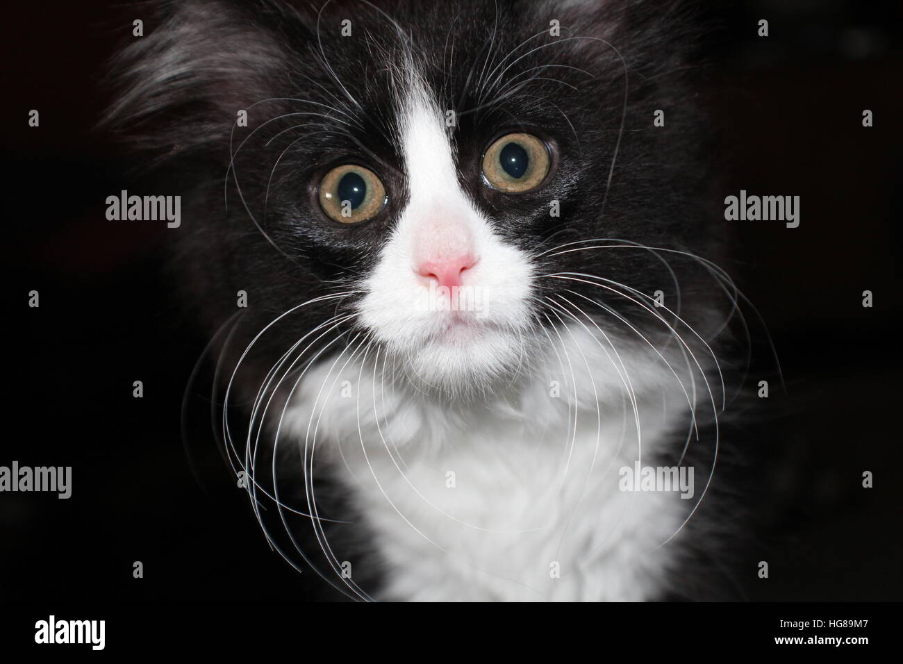 Chat Domestique Qui Est Noir Et Blanc Avec De Grands Yeux D Or Il A De Longues Moustaches Blanches Et La Photo Est Un Gros Plan De Son Visage La Feline Est Mignon Chat Domestique Qui Est Noir Et Blanc Avec De Grands Yeux D Or Il A De Longues Moustaches Blanches Et La Photo Est Un Gros Plan De Son Visage La Feline Est Mignon