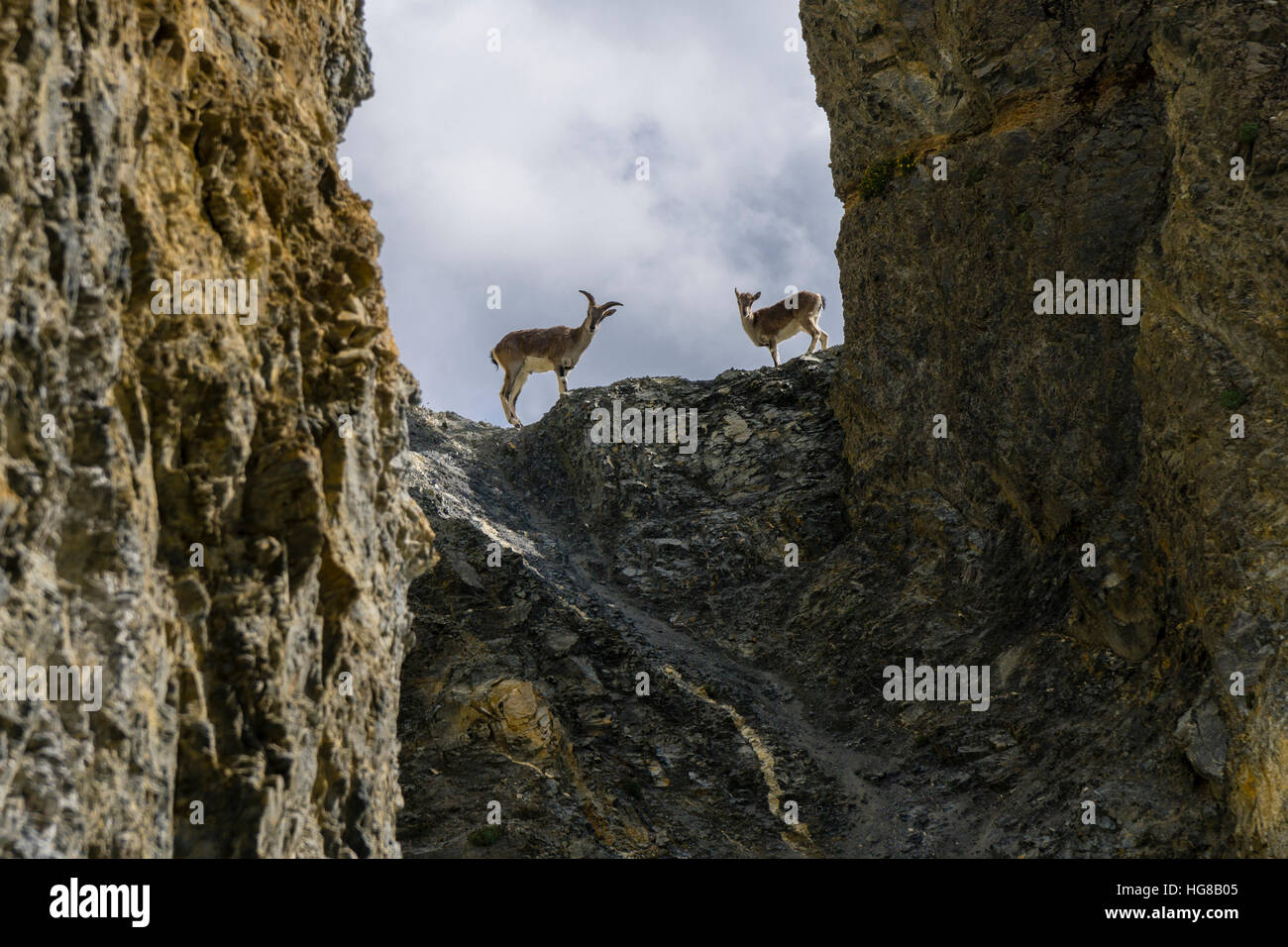 2 Blue Sheep, Bharal Pseudois nayaur (escalade) sont une zone rocheuse, Manang, District de Manang, Népal Banque D'Images