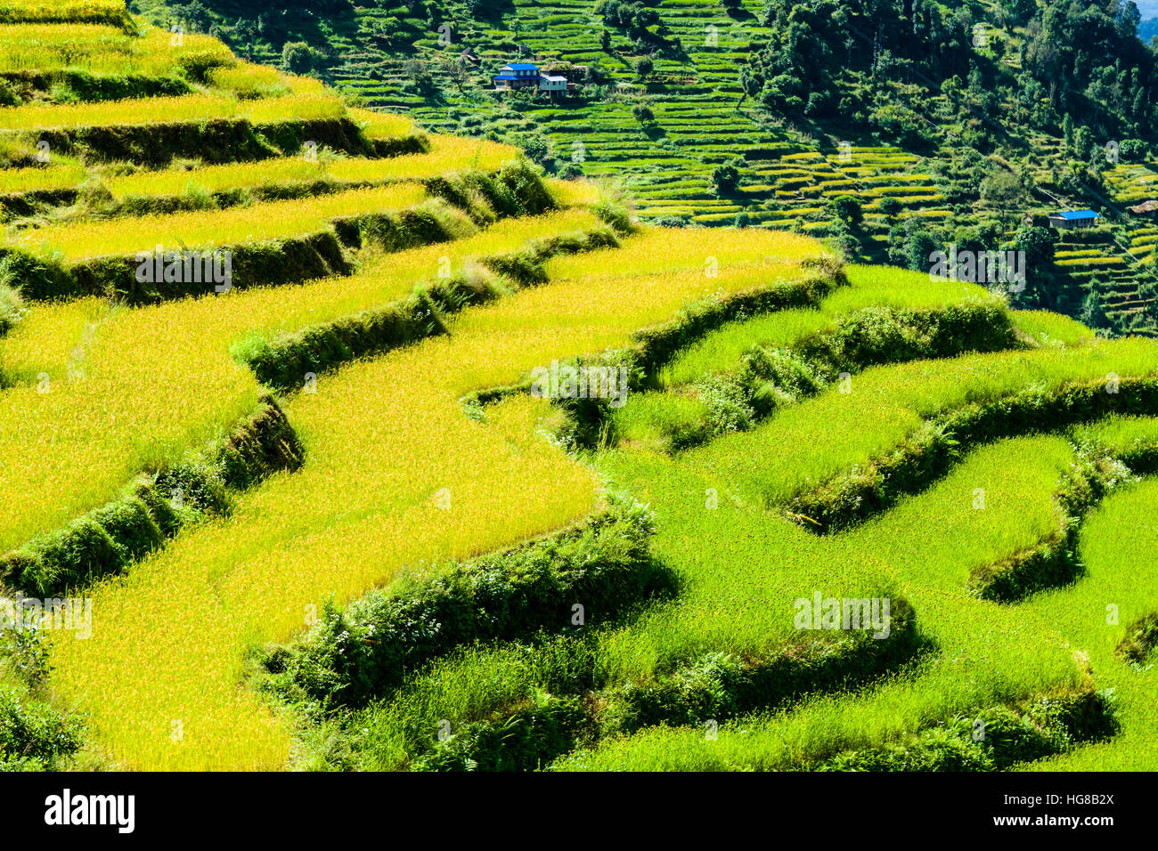 Paysage agricole vert, rizières en terrasses et les champs d'orge dans la vallée de la modi Khola, Landruk, district de Kaski, Népal Banque D'Images