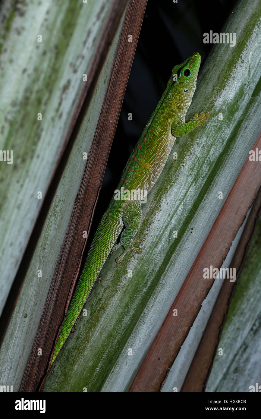 Jour Madagascar géant (Phelsuma madagascariensis grandis gecko), homme, Antsohihy, Sofia, Madagascar Banque D'Images