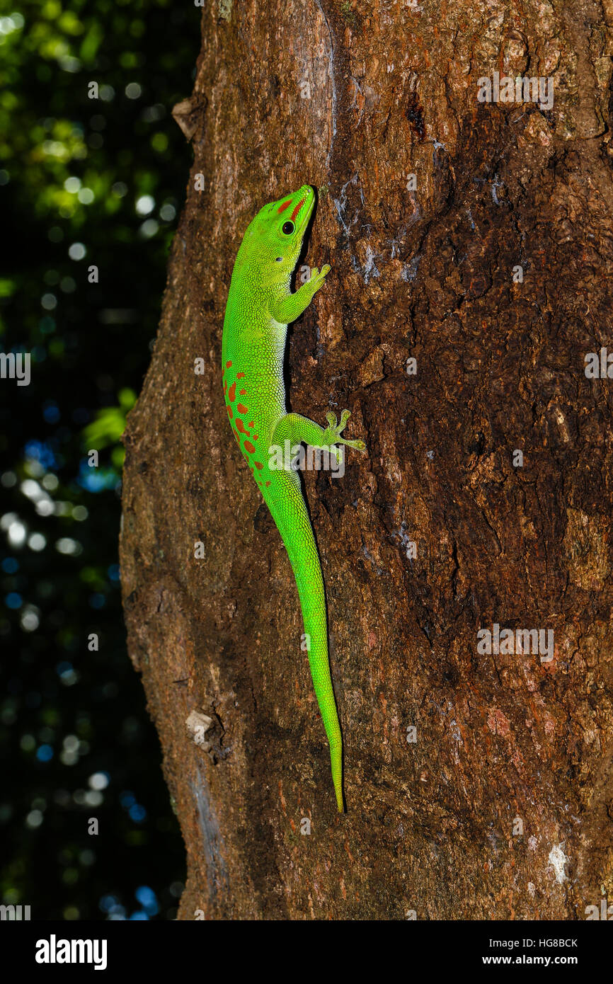 Madagascar gecko Phelsuma madagascariensis Jour (grandis), homme sur tronc d'arbre, Antsohihy, Sofia, Madagascar Banque D'Images