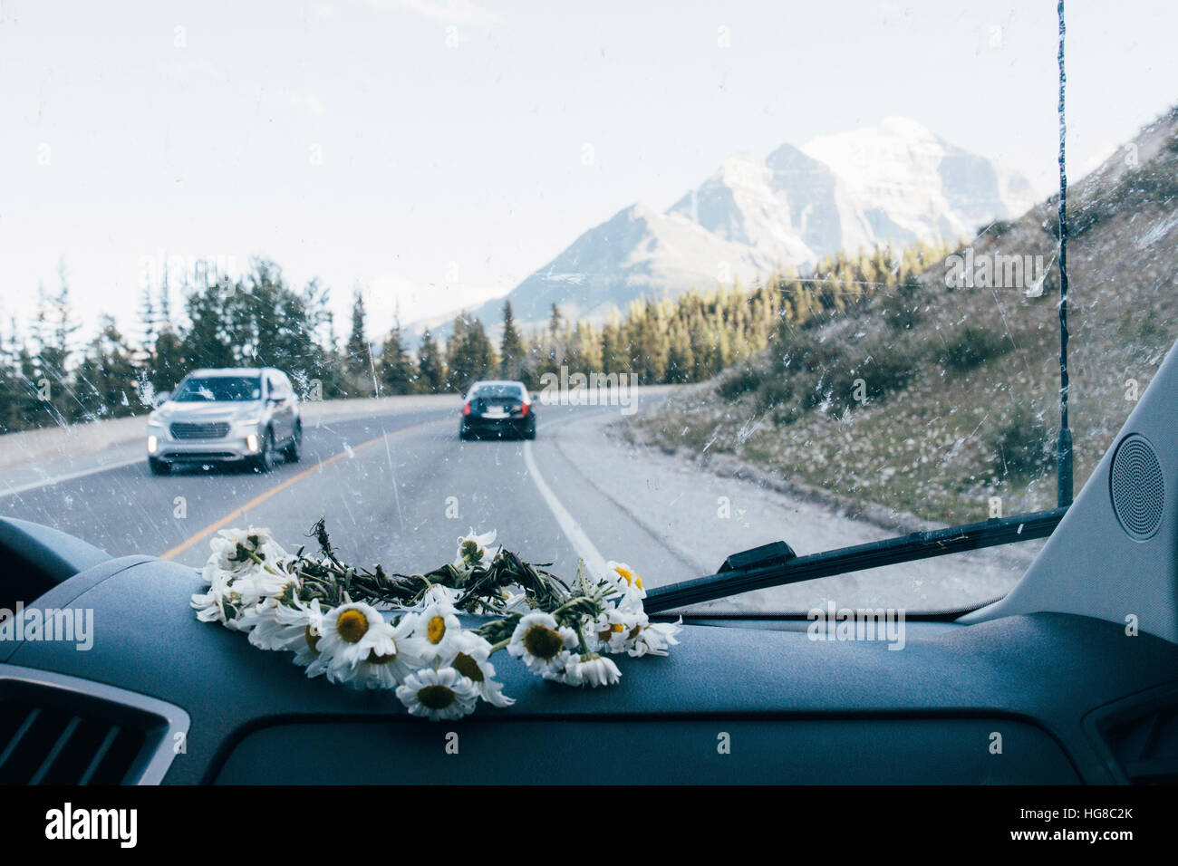 Marguerites sur planche de bord de voiture Banque D'Images