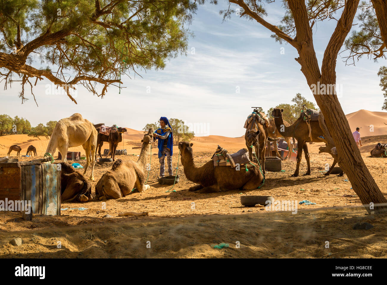 Caravan se prélasser après son retour de le désert du Sahara. Merzouga, Maroc. Banque D'Images