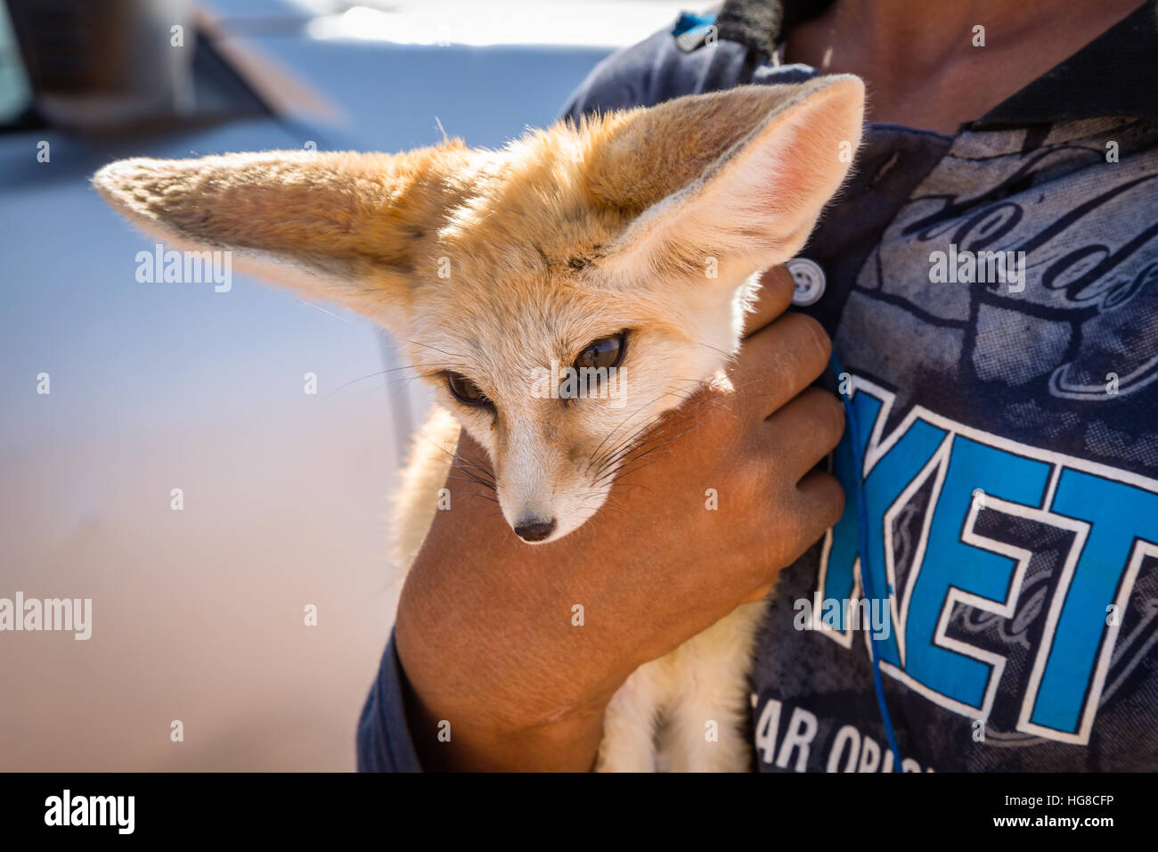 - Fennec Renard du désert du sahara, près de Merzouga, dans le sud-est du Maroc Banque D'Images