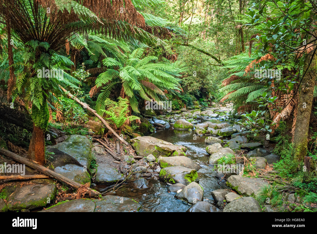 Ruisseau de Maits Rest Rainforest Walk, Apollo Bay, Australie Banque D'Images